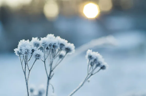 Gefrorene Wiesenpflanze — Stockfoto