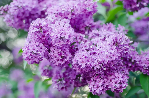 Spring lilac flowers — Stock Photo, Image