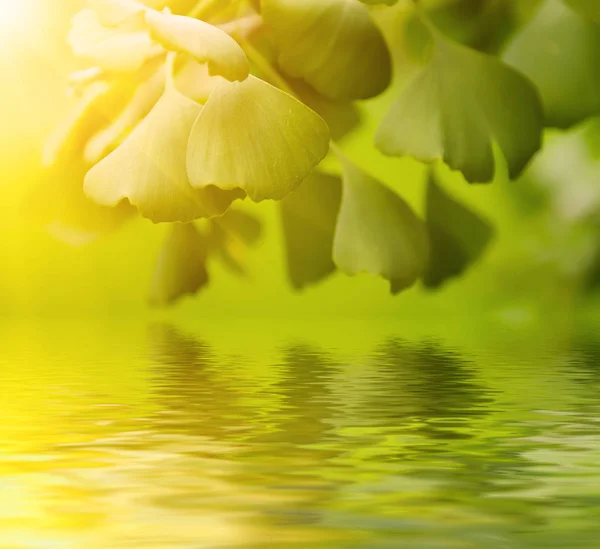 Hojas de Gingko Biloba — Foto de Stock