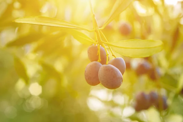 Olive tree with fruits — Stock Photo, Image