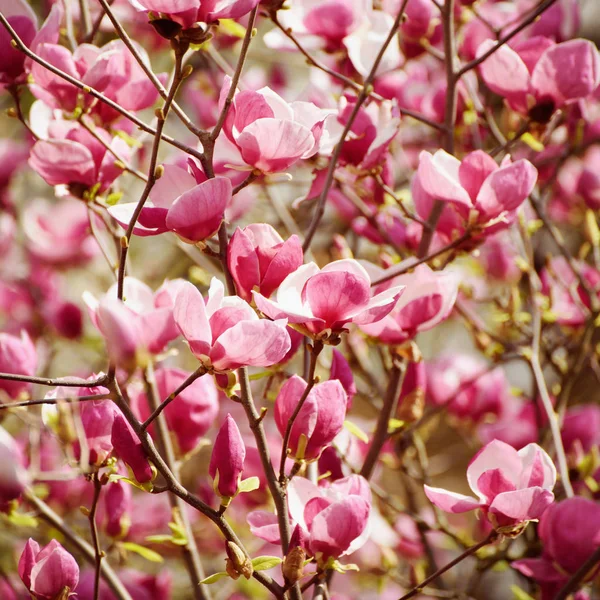 Magnolia lentebloemen — Stockfoto