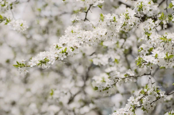 Pruimenlentebloemen — Stockfoto