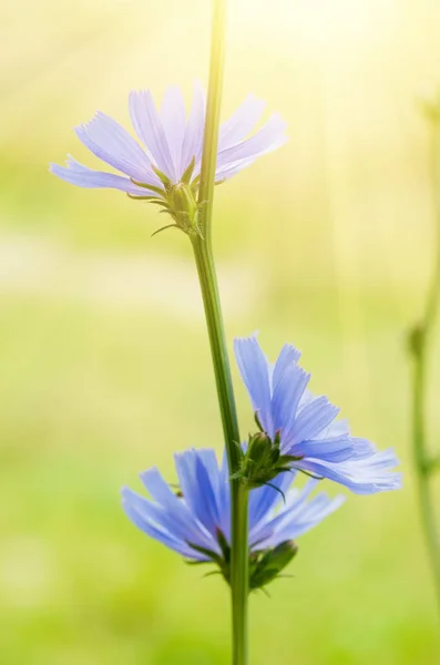 Flor de achicoria en la naturaleza — Foto de Stock