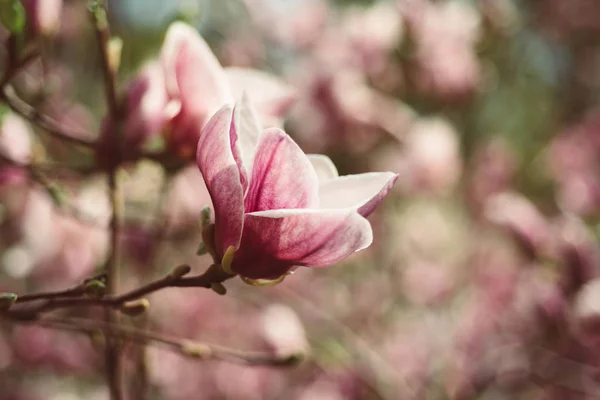 Magnolia flores de primavera — Foto de Stock