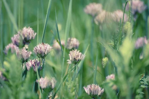 Blossoming of wild garlic — Stock Photo, Image