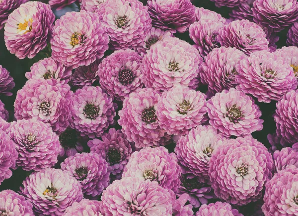Krysantemum makro blommor — Stockfoto