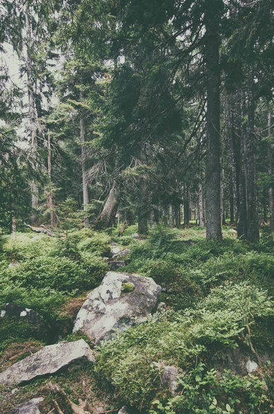Северный скандинавский лес — стоковое фото