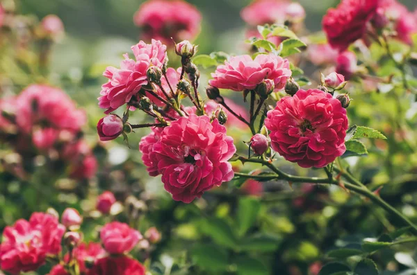 붉은 장미 정원 — 스톡 사진