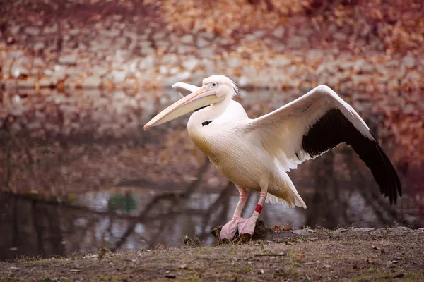 Пелікан в парку — стокове фото