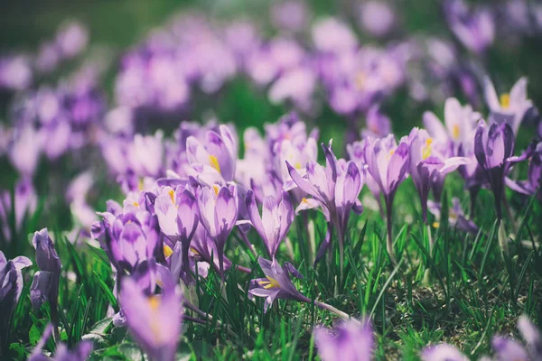 Крокус Весняні квіти — стокове фото