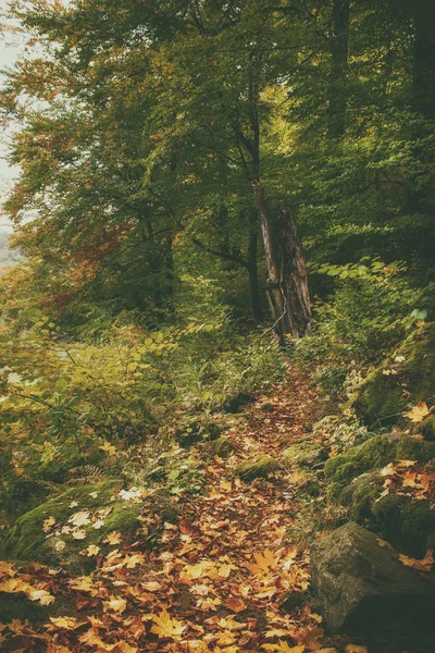 Красивый осенний пейзаж — стоковое фото
