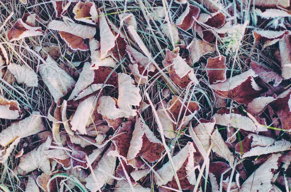 Gefrorene trockene Blätter — Stockfoto