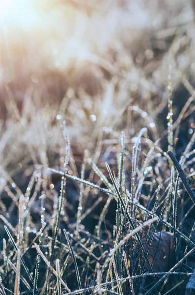 Herbe de prairie congelée — Photo