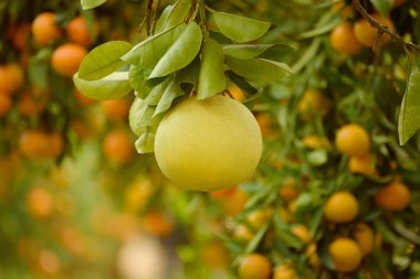 Bahçede Pomelo meyvesi