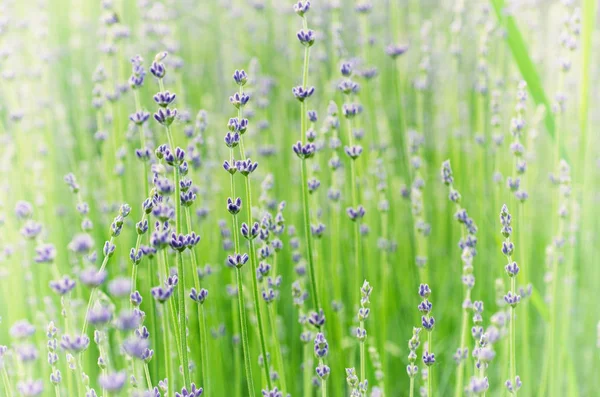 Blüte Des Flieders Lavendel Blume Grünem Gras Zur Sommerzeit Natürliche — Stockfoto