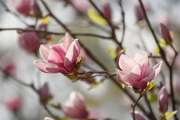 Magnolia wiosenne kwiaty — Zdjęcie stockowe