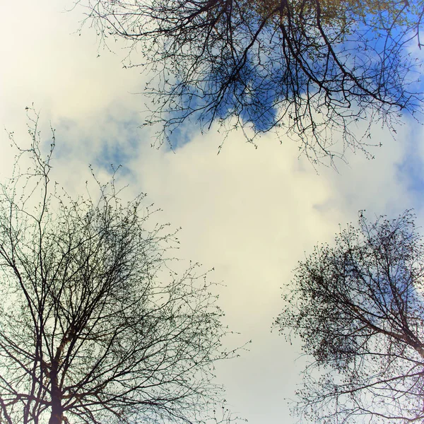 Cielo con nubes y árboles — Foto de Stock