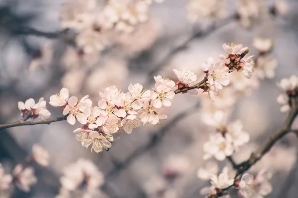 アプリコットの木の花 — ストック写真