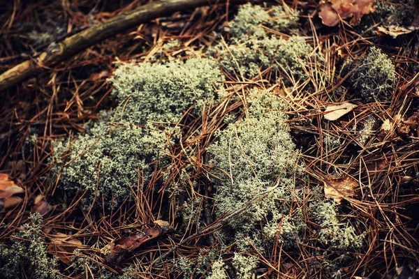 Moss streszczenie tło — Zdjęcie stockowe