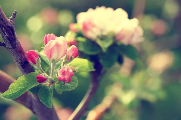 Pommier fleur — Photo