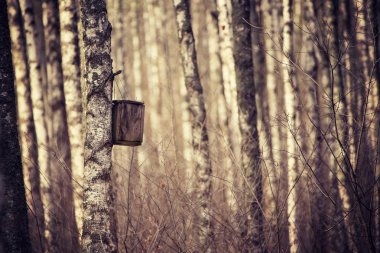 Ormandaki yuva kutusu.