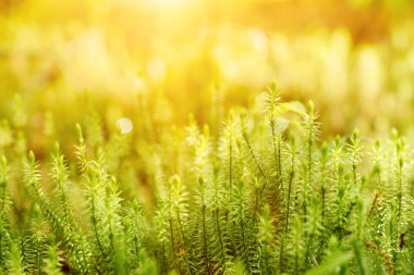 Yeşil yosun arkaplanı