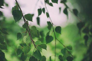 Güneşli yeşil yapraklar