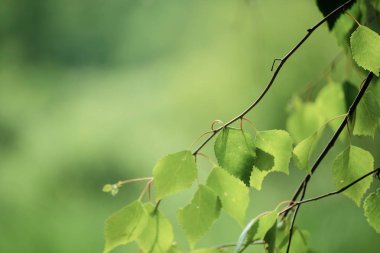 Güneşli yeşil yapraklar