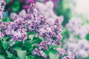 Bahar leylak çiçekleri