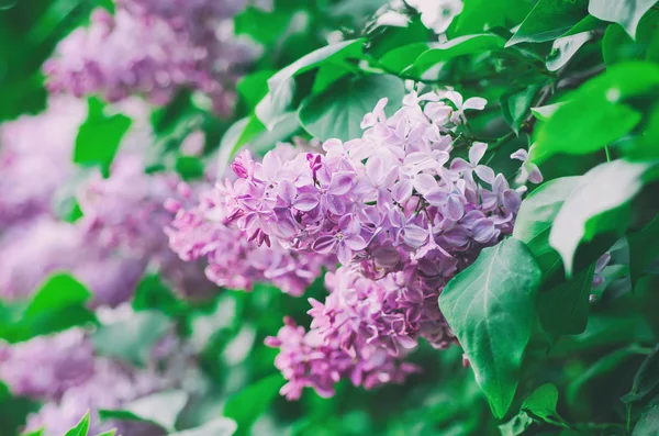Bahar leylak çiçekleri — Stok fotoğraf