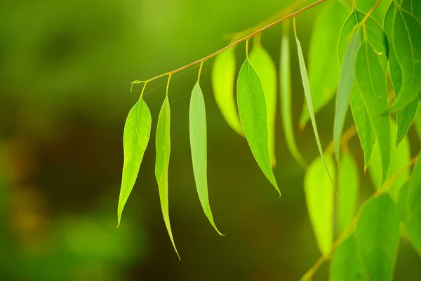 Eucalyptus green leaves — Stock Photo, Image