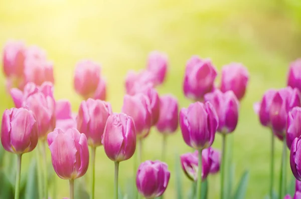 Fialové tulipánové květiny — Stock fotografie