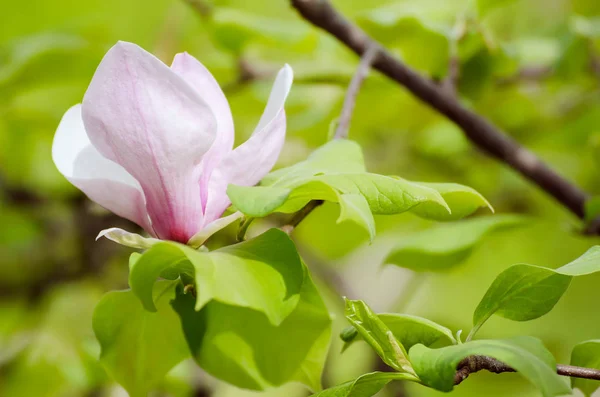 Magnolia lentebloemen — Stockfoto