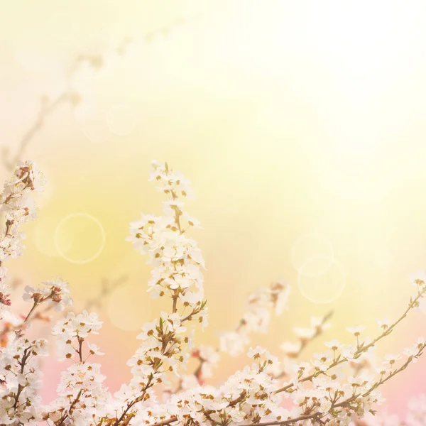 Abstrakt våren bakgrund — Stockfoto