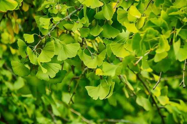 Liście Gingko Biloba — Zdjęcie stockowe