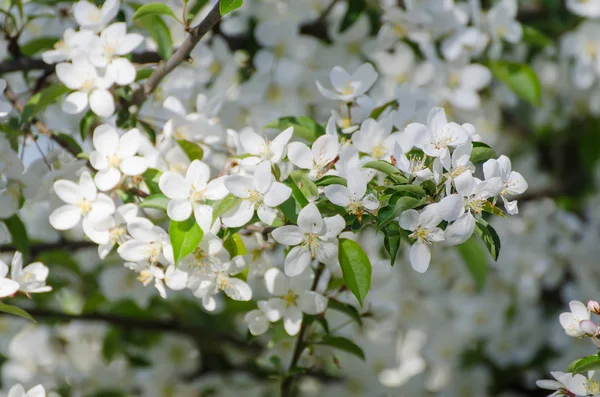 梅のヴィンテージの花 — ストック写真