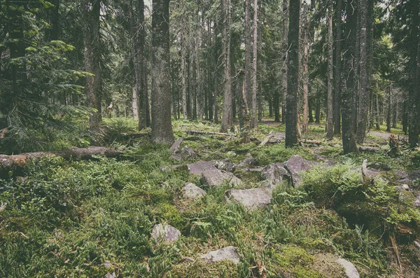 Nordskandinavisk skog — Stockfoto