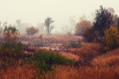 sisli sonbahar manzarası