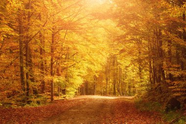 Güzel sonbahar manzarası