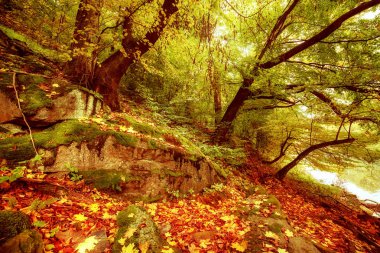 Güzel sonbahar manzarası