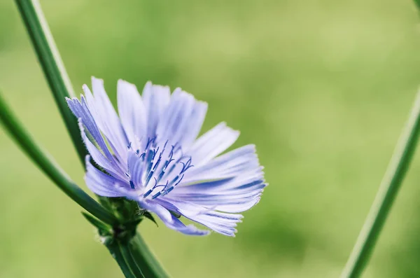 Chicory květina v přírodě — Stock fotografie