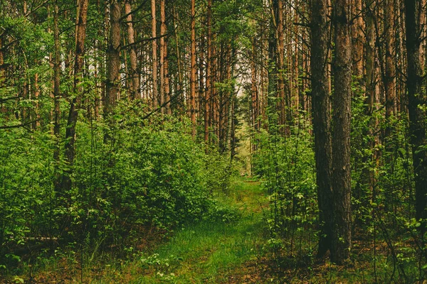 Sommergrüner Wald — Stockfoto