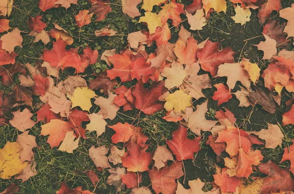 Autumn leaves background — Stock Photo, Image