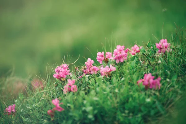 自然の中のツツジの花 — ストック写真