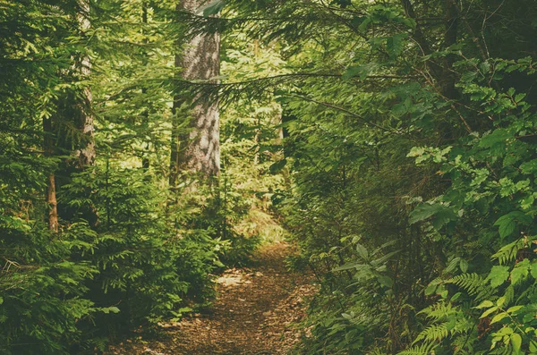 Sommar grön skog — Stockfoto