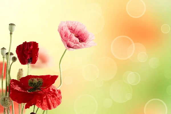 Mohn Blumen Hintergrund — Stockfoto