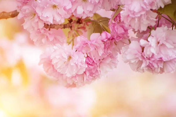 Fiori Sakura fioritura — Foto Stock