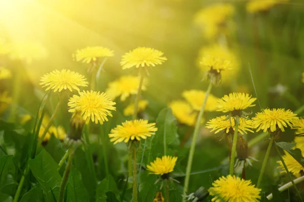 Pissenlit fleur de printemps — Photo