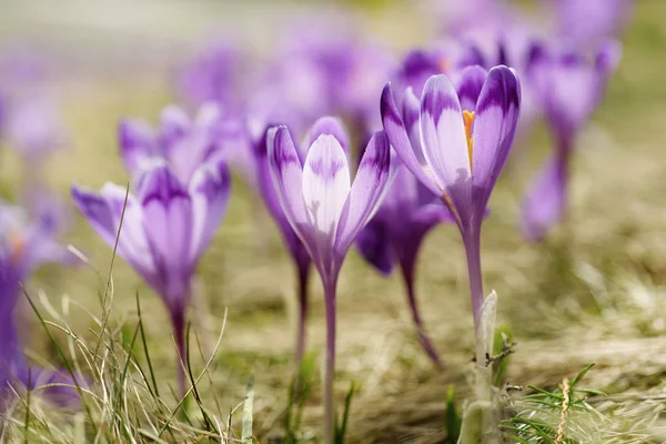 Blomkål — Stockfoto