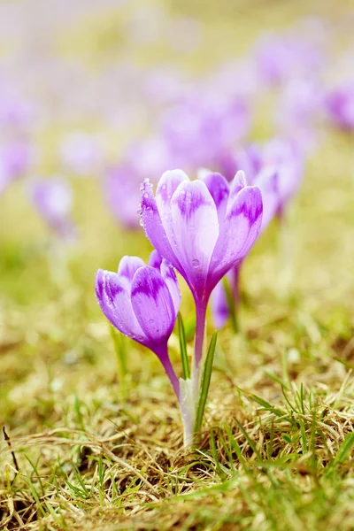 Voorjaarskrokusbloemen — Stockfoto